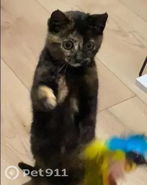 Chaton 4 mois perdu au Broc, non pucé - photo