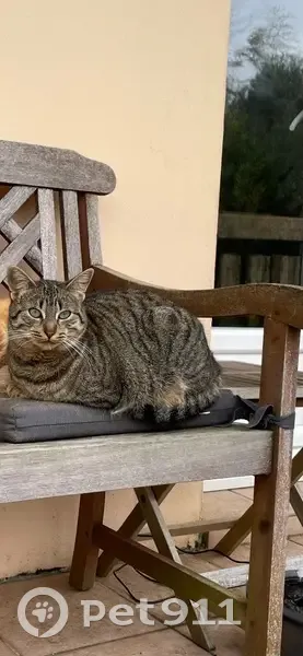 Chatte disparue à Anglet, poil court brown - photo