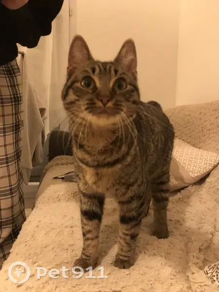 Chatte câline trouvée près d'un foodtruck - photo