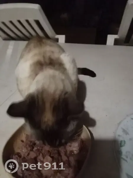 Chat craintif trouvé le soir à Sigean - photo