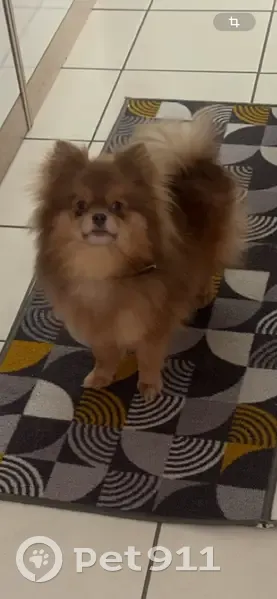 Chien perdu à Metz : Nala, collier strass - photo
