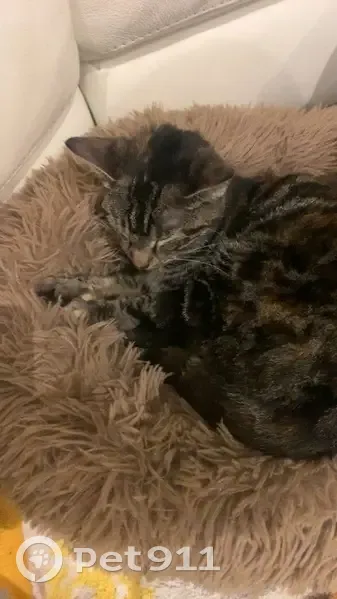 Chatte tigrée disparue à Halluin - photo