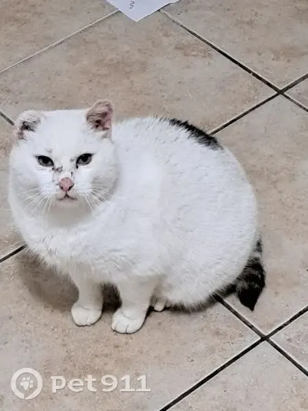 Chat perdu à Panazol, Passage des Hêtres - photo