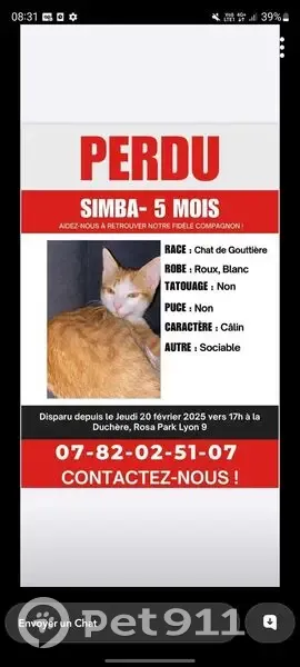 Chaton Simba perdu à Lyon, Avenue Rosa Parks - photo