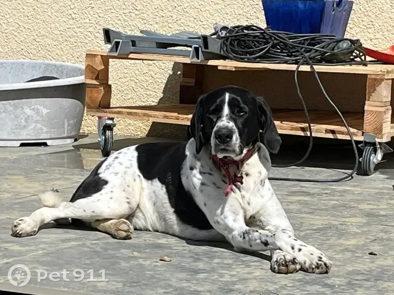 Chien perdu à Lamothe, harnais noir - photo