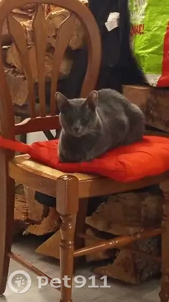 Chat perdu à Néoules : Edgar disparu - photo