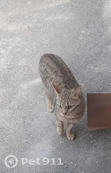 Chat sociable trouvé, Vézeronce-Curtin - photo