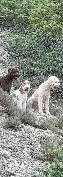 Chien mâle 4 ans perdu à Entrevaux - photo