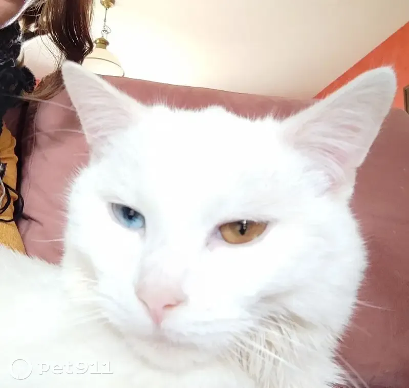 Chat blanc disparu, yeux vairons, Naves - photo