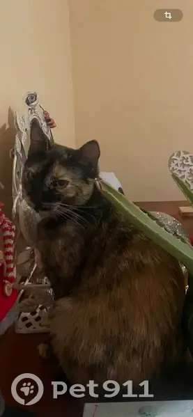 Chatte écaille perdue, Rue Hermines, Tencin - photo