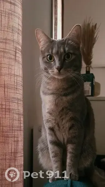 Chatte grise disparue à Saint-Ouen-sur-Seine - photo