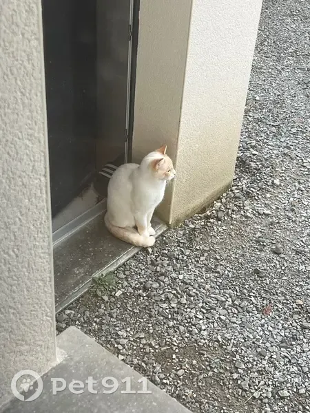 SOS : Chat croisé siamois perdu à Châteaugiron - photo