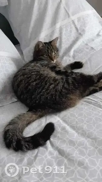 Chat perdu à Étréchy, Villa Schumann - photo