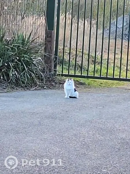 Chat tricolore errant près gare Sillery - photo