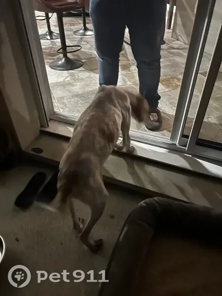 Jeune pointer beige/roux trouvé amaigri - photo