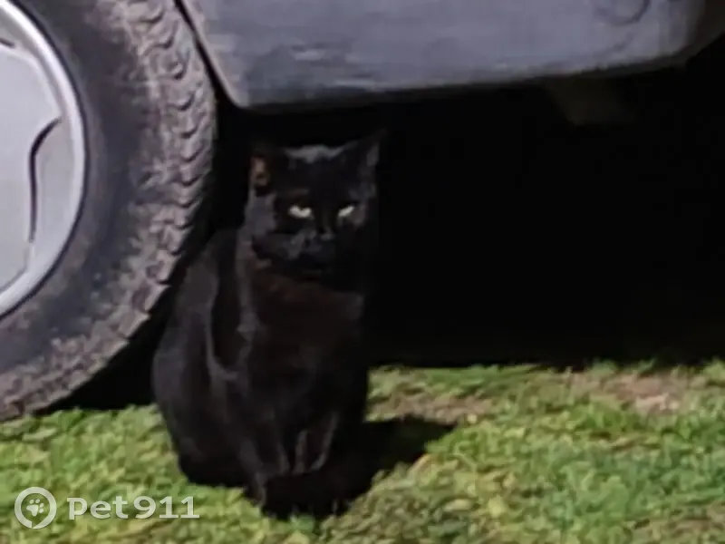 Chat noir trouvé à Saint-Amant-de-Nouère - photo