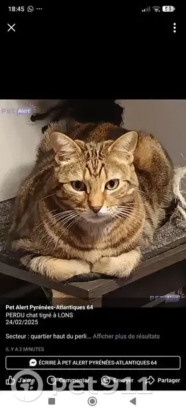 Chat roux tigré perdu à Lons, aidez-nous ! - photo