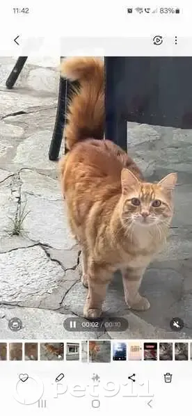 Chat roux câlin trouvé à Penta-di-Casinca - photo