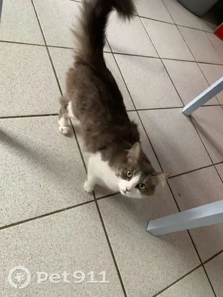 Chatte grise et blanche disparue au Molay - photo