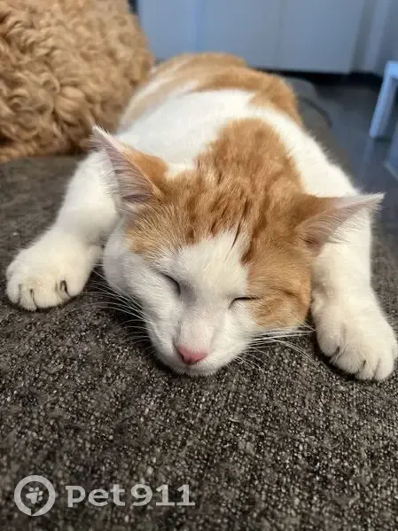 Chat perdu : mâle blanc et roux, St-Cyr - photo
