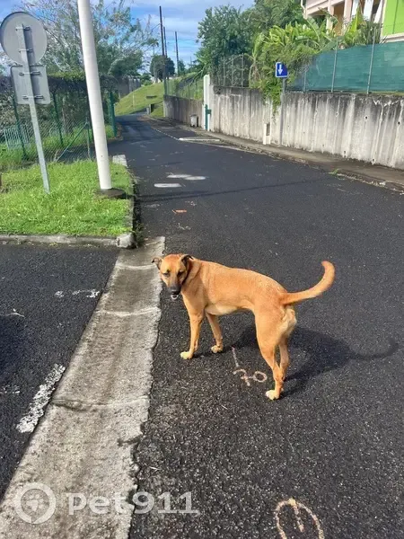 Chienne croisée trouvée à Fort-de-France - photo