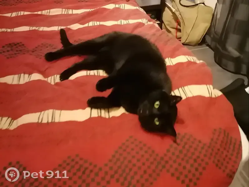 Chat noir 6kg disparu à Pourcieux - photo