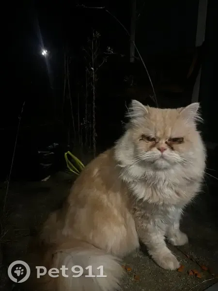 Chat trouvé avec infection yeux/oreilles Cergy - photo