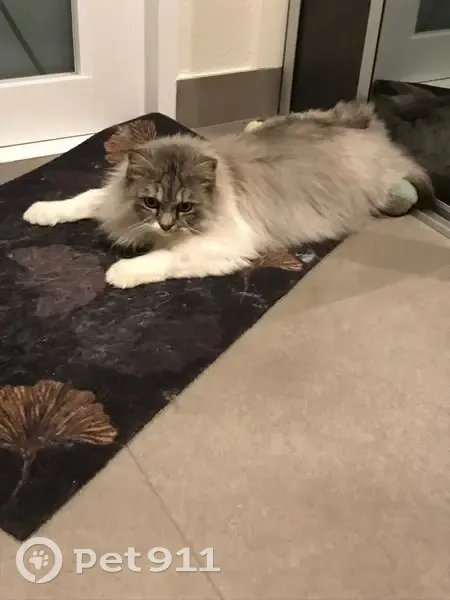 Saphir, chatte grise, perdue à Saint-Max - photo