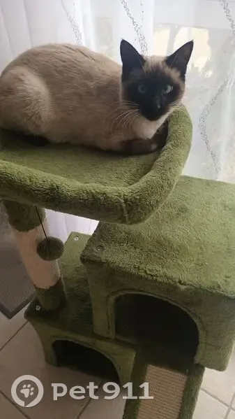 Chat mâle brun disparu à Nantes - photo