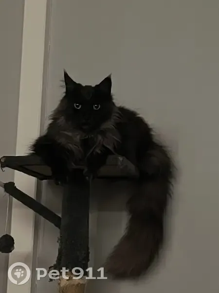 Maine Coon smoke disparu à Amiens - photo