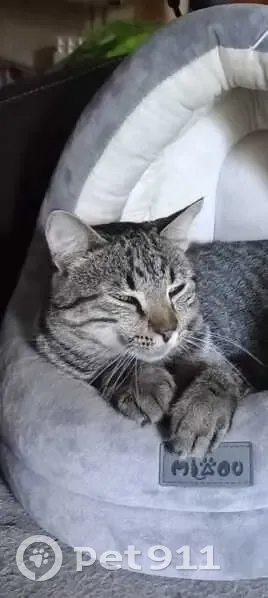 Ulysse, chat tigré 18 mois, disparu Rennes - photo