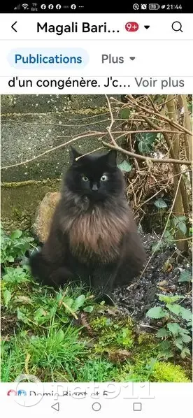 Chat noir disparu à Vasles, 4 ans, craintif - photo