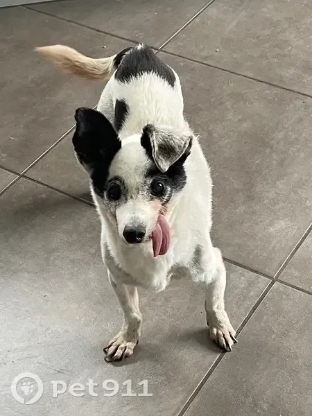 Chien trouvé à Tourcoing, aide demandée - photo
