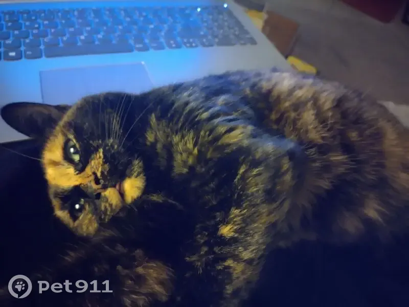 Chatte écaille de tortue perdue Trélazé - photo