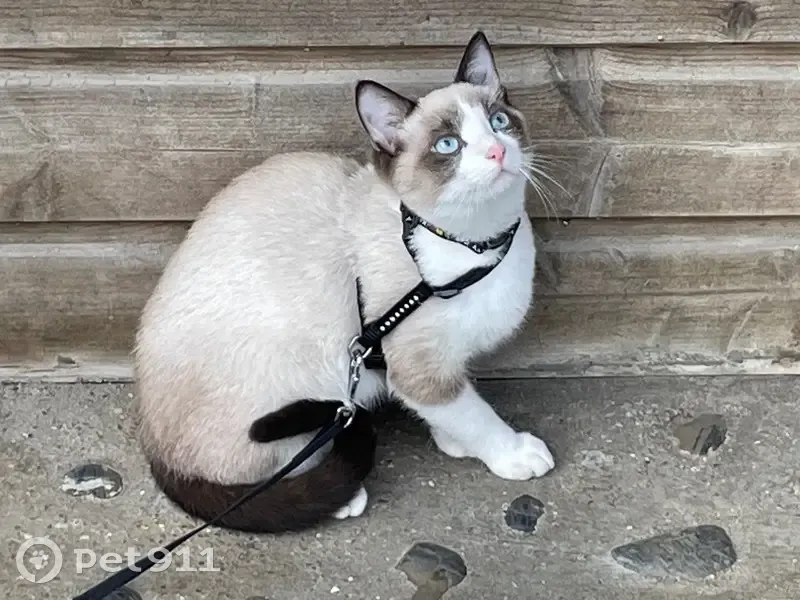 Chaton Ragdoll perdu à Terville - photo