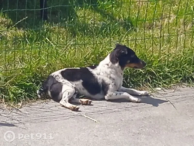 Jack Russell perdu à Bruay-la-Buissière - photo