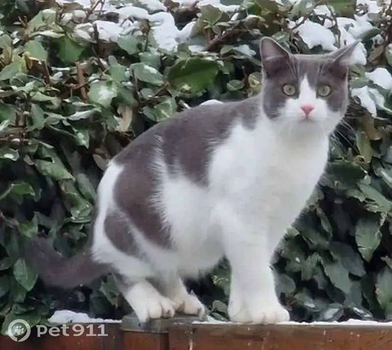 Chat mâle gris/blanc perdu à Saint-Pierre - photo