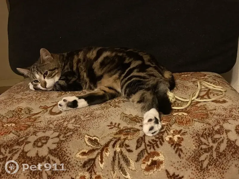 Chat mâle tigré perdu à Trélazé - photo