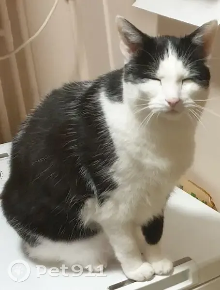 Chat noir et blanc perdu à Vandœuvre - photo