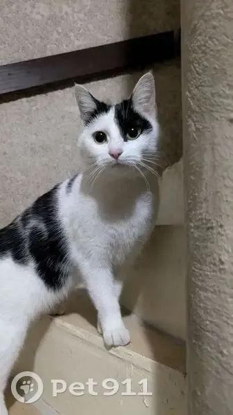 Chatte bicolore trouvée à Pau, av. Trianon - photo