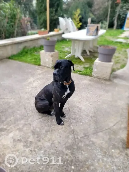 Cane corso bringé perdu à Carpentras - photo