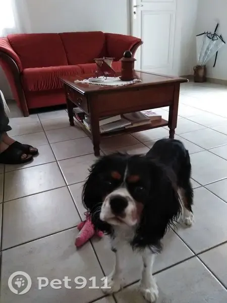 Chien Cavalier tricolore perdu à Cesson - photo