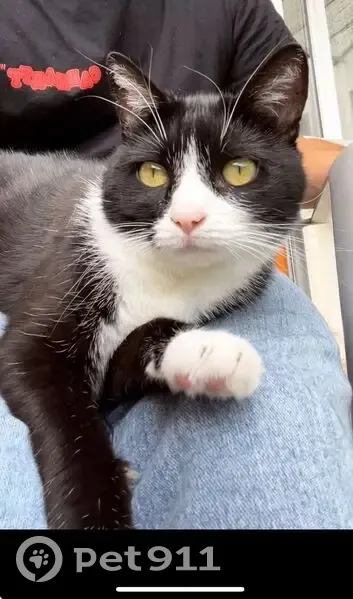 Chatte noire et blanche perdue à Lorient - photo