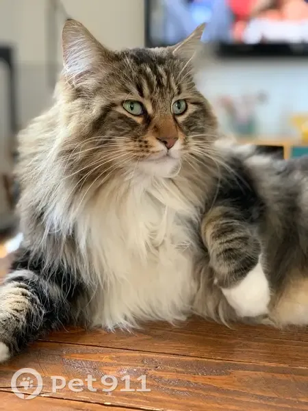 Chat Perdu à Roanne: Aidez à Retrouver Pooka - photo