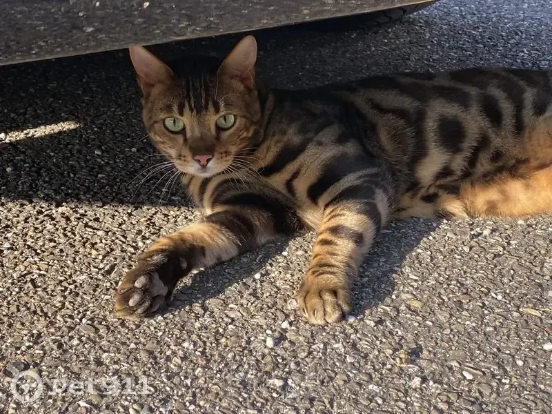 Chat Bengal perdu, Avenue des Consulats - photo