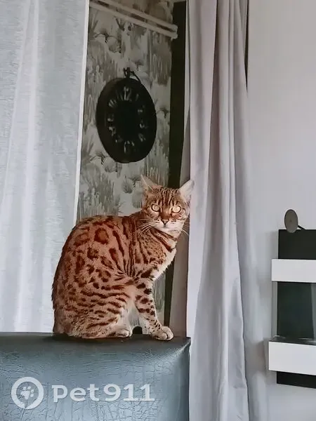 Chatte Bengal disparue à Brest - photo