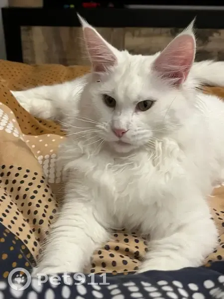 Maine Coon blanche perdue à Gattières - photo