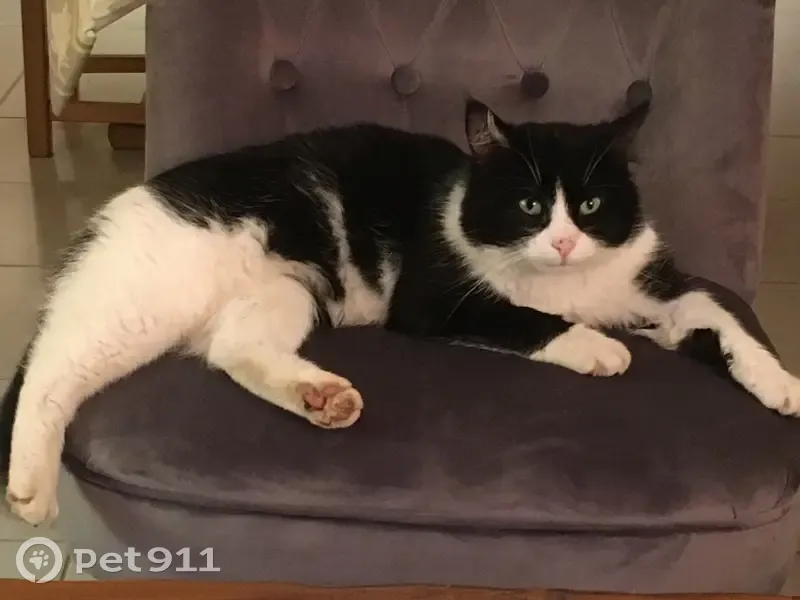 Chat perdu à Clévilliers, noir et blanc - photo