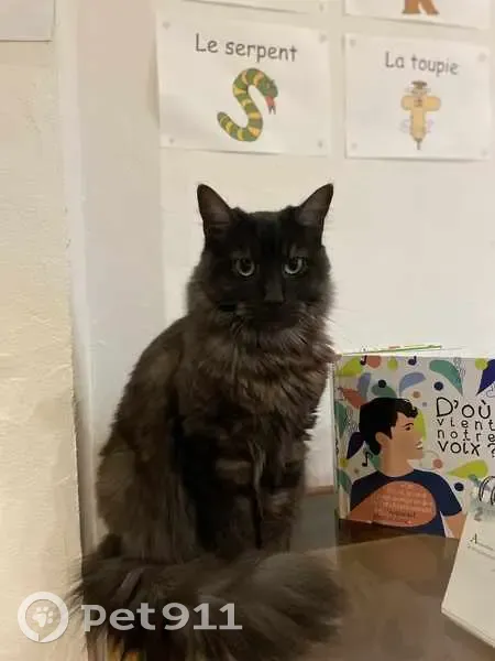 Chat Maine Coon noir disparu à Anglet - photo