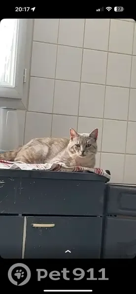 Chat perdu, Allée des Peupliers, Valframbert - photo
